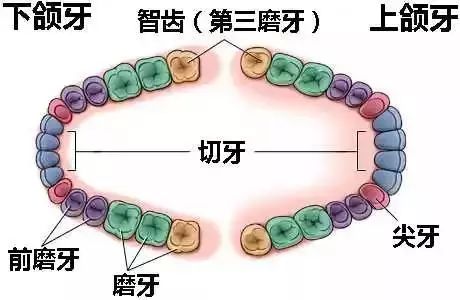 大港澳在線看資料,門牙上的豁口真是嗑瓜子嗑出來的嗎深度策略數據應用_版部52.67.66